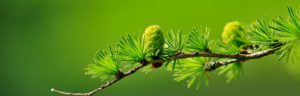 revo cabecera larch
